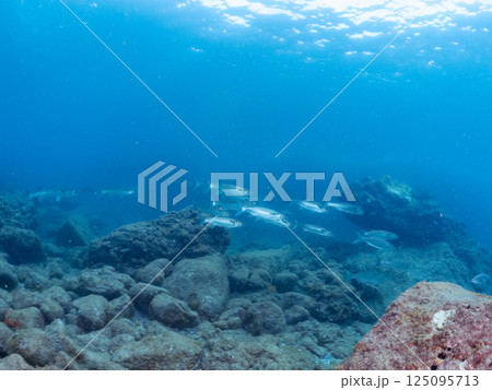 水面を泳ぐボラの大群。スキンダイバーも泳いでいる。ヒリゾ浜中木南伊豆町伊豆半島静岡県2024 125095713