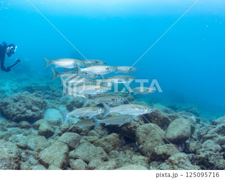 水面を泳ぐボラの大群。スキンダイバーも泳いでいる。ヒリゾ浜中木南伊豆町伊豆半島静岡県2024 水面を泳ぐボラの大群。スキンダイバーも泳いでいる。ヒリゾ浜中木南伊豆町伊豆半島静岡県2024 125095716