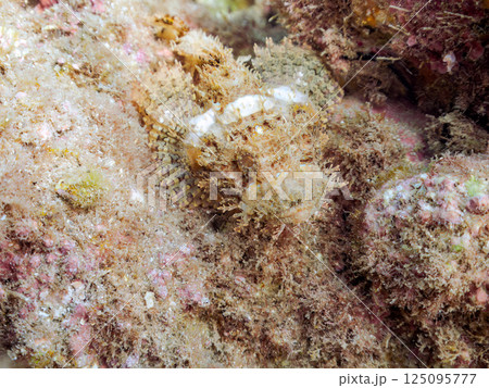 見事に擬態するオニカサゴ。ヒリゾ浜中木南伊豆町伊豆半島静岡県2024 125095777