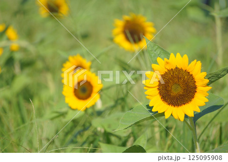 夏の日差しを浴びるひまわりの花 125095908