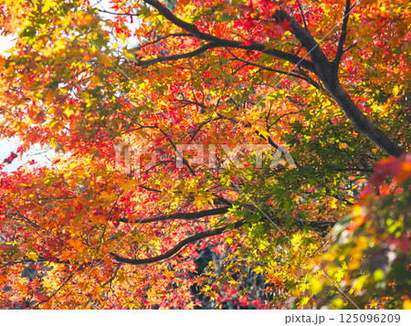 画面いっぱいに緑から赤へ色づく紅葉(播州清水寺にて) 画面いっぱいに緑から赤へ色づく紅葉(播州清水寺にて) 125096209