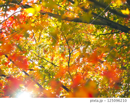 画面いっぱいに輝く紅葉(播州清水寺にて) 画面いっぱいに輝く紅葉(播州清水寺にて) 125096210