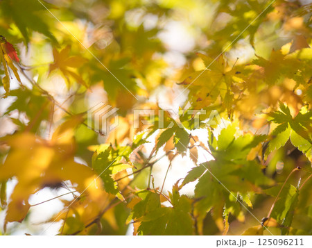 画面いっぱいの色づき始めた紅葉（播州清水寺にて） 125096211