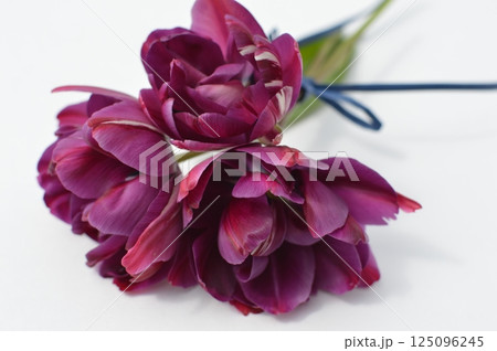 紫色のチューリップの花束　　　　 125096245