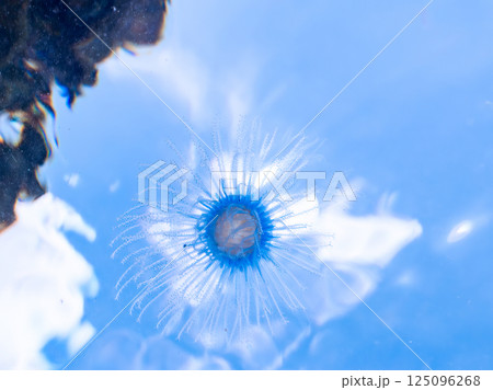 水面を漂う不思議なギンカクラゲ（ギンカクラゲ科）。ヒリゾ浜中木南伊豆町伊豆半島静岡県2024 125096268