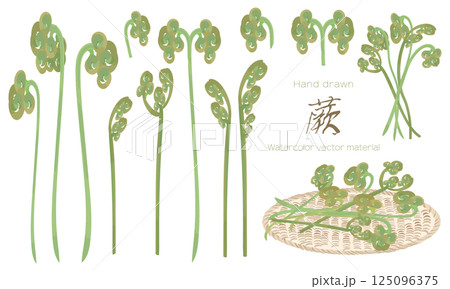 水彩で描いた蕨（わらび）の素材セット 125096375