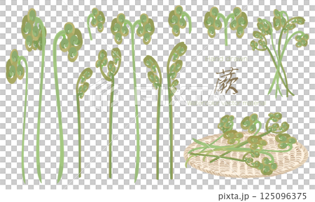 水彩で描いた蕨（わらび）の素材セット 125096375
