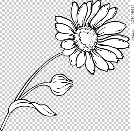 Calendula Plant with Flowers  and Leaves Outline Illustration 125096416