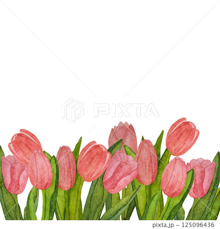 Seamless border of blooming pink tulips with green leaves hand painted in watercolor on white background 125096436