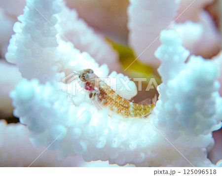 白化したサンゴに住むヘビギンポ科の幼魚。ヒリゾ浜中木南伊豆町伊豆半島静岡県2024 125096518