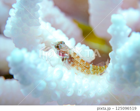 白化したサンゴに住むヘビギンポ科の幼魚。ヒリゾ浜中木南伊豆町伊豆半島静岡県2024 125096519