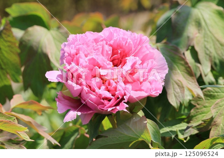 咲きはじめたボタンの花 咲きはじめたボタンの花 125096524