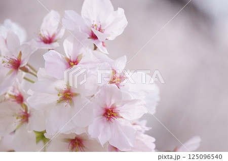 春の花　桜　ソメイヨシノ 125096540