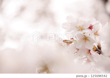 満開の桜　ソメイヨシノ 125096542