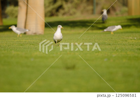 Yellow-legged gulls on a golf course. Yellow-legged gulls on a golf course. 125096581
