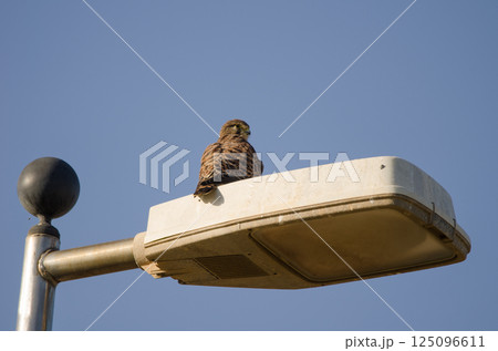 Common kestrel on a lamppost. Common kestrel on a lamppost. 125096611