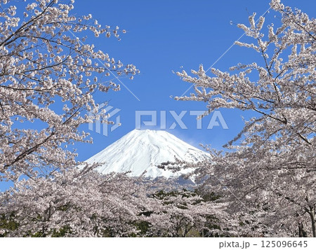 快晴の春空に映える桜と富士山 快晴の春空に映える桜と富士山 125096645