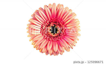 gerbera flower isolated on transparent png 125096671
