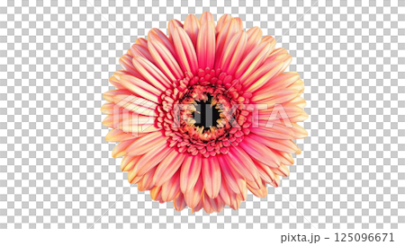 gerbera flower isolated on transparent png 125096671