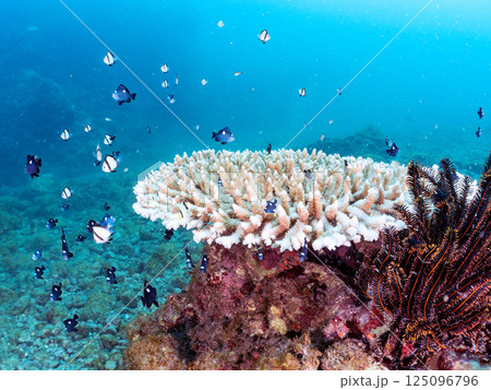 白化したサンゴとセダカギンポ、フタスジリュウキュウスズメダイの幼魚他の群れ。ヒリゾ浜中木南伊豆町伊豆 125096796