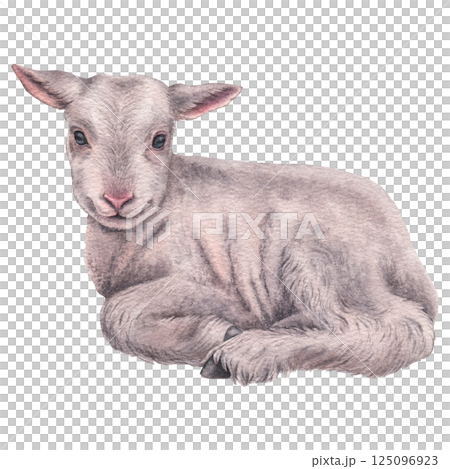 Little cute laying lamb. Hand drawn watercolor illustration of white baby sheep on isolated background. Drawing of farmhouse animal for invitations, greeting cards, packing design. Easter fluffy pet 125096923