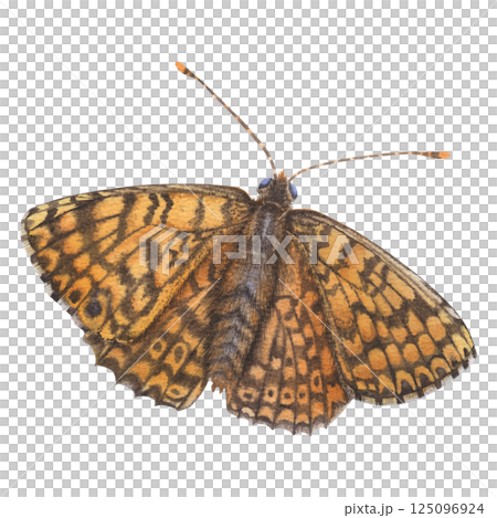 Orange open-winged butterfly of the genus Melitaea didyma (Nymphalidae family). Hand drawn watercolor illustration of spring flying insect with Intricate patterns on wings on isolated background Orange open-winged butterfly of the genus Melitaea didyma (Nymphalidae family). Hand drawn watercolor illustration of spring flying insect with Intricate patterns on wings on isolated background 125096924