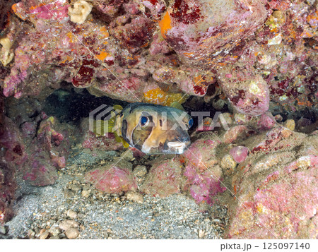 水中洞窟の巨大なヒトヅラハリセンボン。ヒリゾ浜中木南伊豆町伊豆半島静岡県2024 125097140