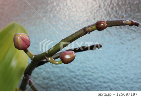 胡蝶蘭、蕾から満開までの連続写真58景 胡蝶蘭、蕾から満開までの連続写真58景 125097197