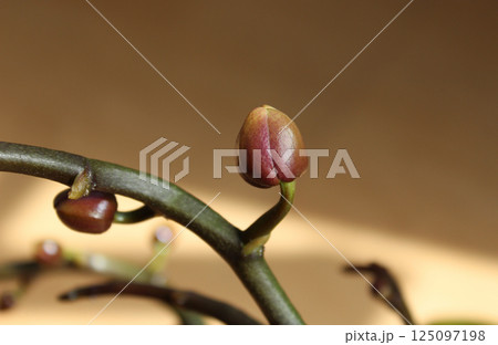 胡蝶蘭、蕾から満開までの連続写真58景 胡蝶蘭、蕾から満開までの連続写真58景 125097198