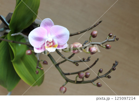胡蝶蘭、蕾から満開までの連続写真58景 胡蝶蘭、蕾から満開までの連続写真58景 125097214
