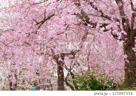 満開の桜　シダレザクラ 125097358