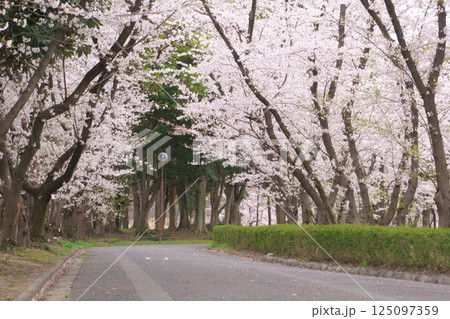 桜の花が続く道　桜並木 125097359