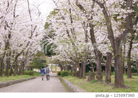 桜が咲く公園を歩くカップル 桜が咲く公園を歩くカップル 125097360