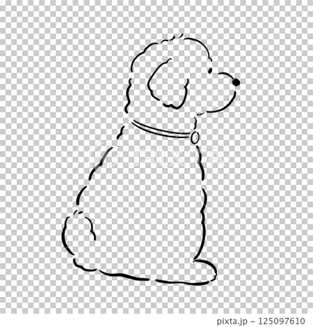 Toy poodle back view black and white 125097610