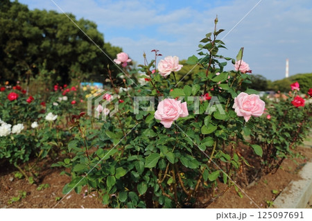 荒尾市 おもやい市民花壇 バラの花、 荒尾市 おもやい市民花壇 バラの花、 125097691