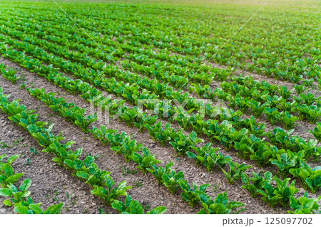 Beetroot plant seedlings in fertile soil on agricultural field. Rows of sugar beets in the field. 125097702
