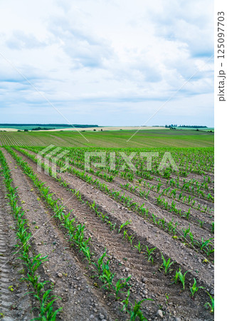 Rows of young corn plants growing on a field with dark fertile soil leading to the horizon. 125097703