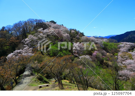 春の桜山 125097704