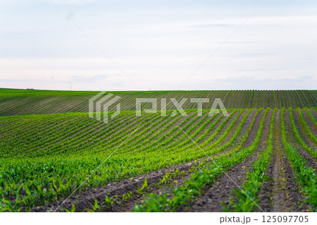 Landscape of rows of young corn plants growing on a field with dark fertile soil leading to the horizon. Landscape of rows of young corn plants growing on a field with dark fertile soil leading to the horizon. 125097705