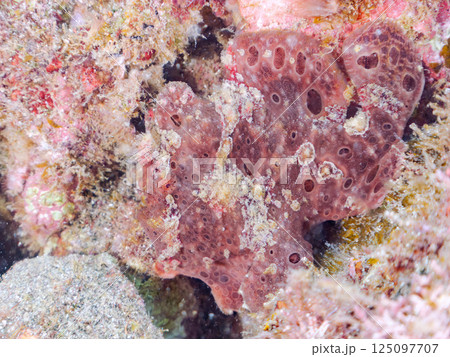 エスカを振って魚を呼び寄せて狩る、巨大なオオモンカエルアンコウ。 伊豆半島賀茂郡南伊豆町中木ヒリゾ浜 125097707