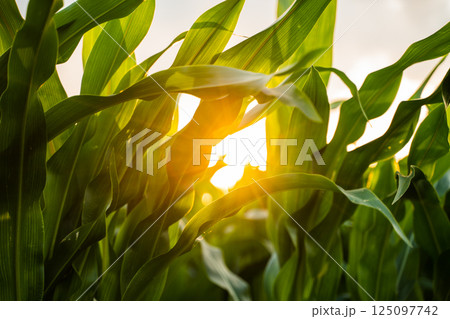 Sun rays break through the leaves of an unripe corn plant in an agricultural field during sunset. 125097742