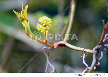 淡黄緑色の花サルトリイバラ科サルトリイバラ科サルトリイバラの花 淡黄緑色の花サルトリイバラ科サルトリイバラ科サルトリイバラの花 125097793