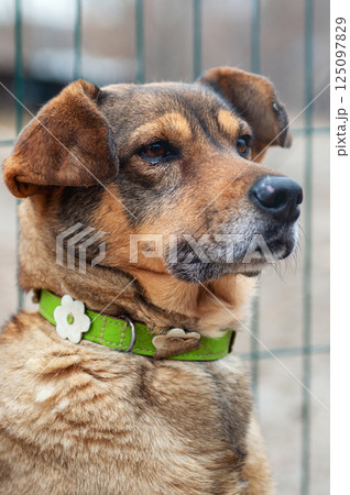 Dog in animal shelter. Homeless sad dog in a cage. 125097829