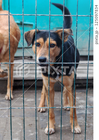 Dog in animal shelter. Homeless sad dog in a cage. Dog in animal shelter. Homeless sad dog in a cage. 125097834