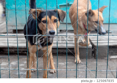 Dog in animal shelter. Homeless sad dog in a cage. Dog in animal shelter. Homeless sad dog in a cage. 125097835
