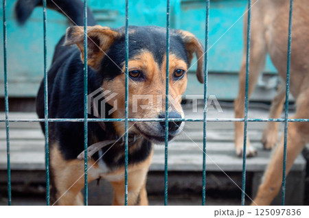 Dog in animal shelter. Homeless sad dog in a cage. Dog in animal shelter. Homeless sad dog in a cage. 125097836