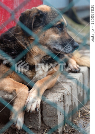 Dog in animal shelter. Homeless sad dog in a cage. 125097839
