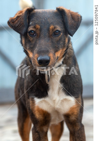 Dog in animal shelter. Homeless sad dog in a cage. 125097841