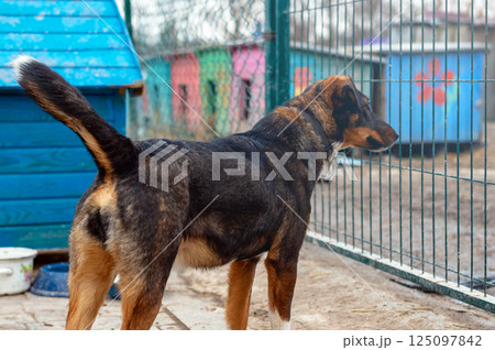 Dog in animal shelter. Homeless sad dog in a cage. 125097842