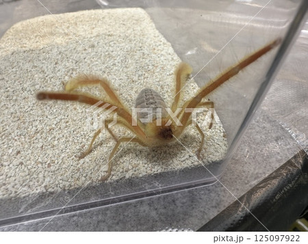 イエローフェザーヒヨケムシ 125097922